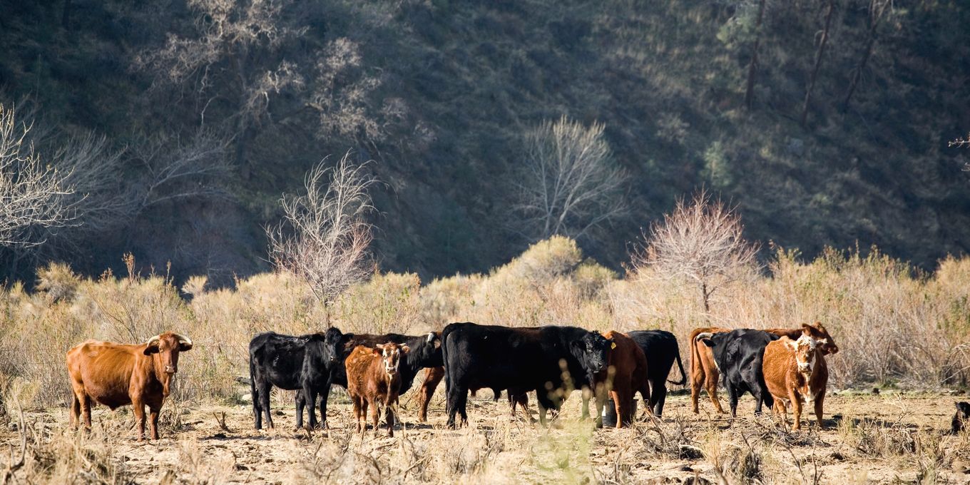 Cattle grazing on open range in dry grass